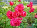 обои для рабочего стола: «Красные садовые розы»