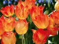 open picture: «Red tulips»