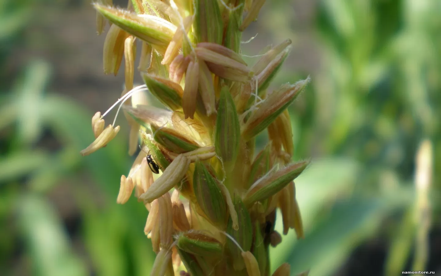 ��������, �������, ����� �