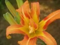 open picture: Day lily