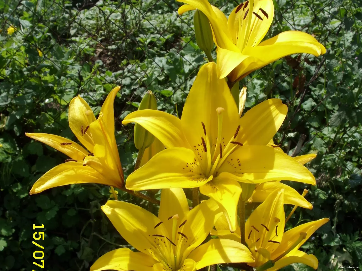 lilies, flowers, yellow x