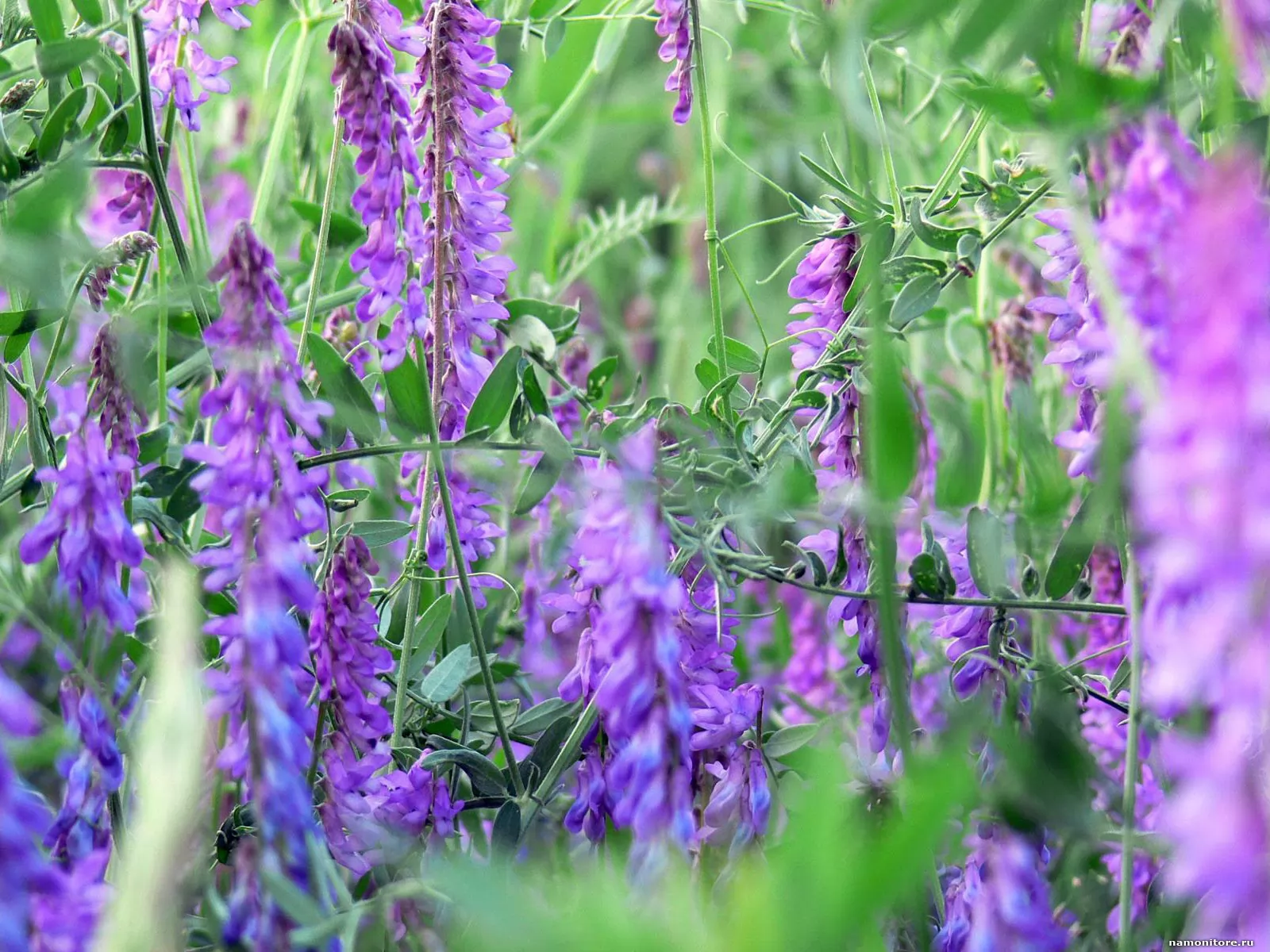 Цветы луговые фиолетовые фото с названиями
