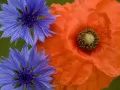 open picture: «Poppy and a cornflower»