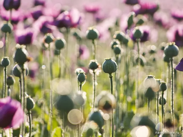 Poppy field, Flowers