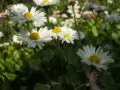 open picture: «Daisies»