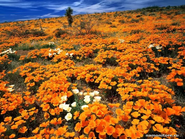 Mexican poppies, Flowers