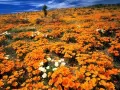 current picture: «Mexican poppies»
