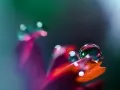 open picture: On petals