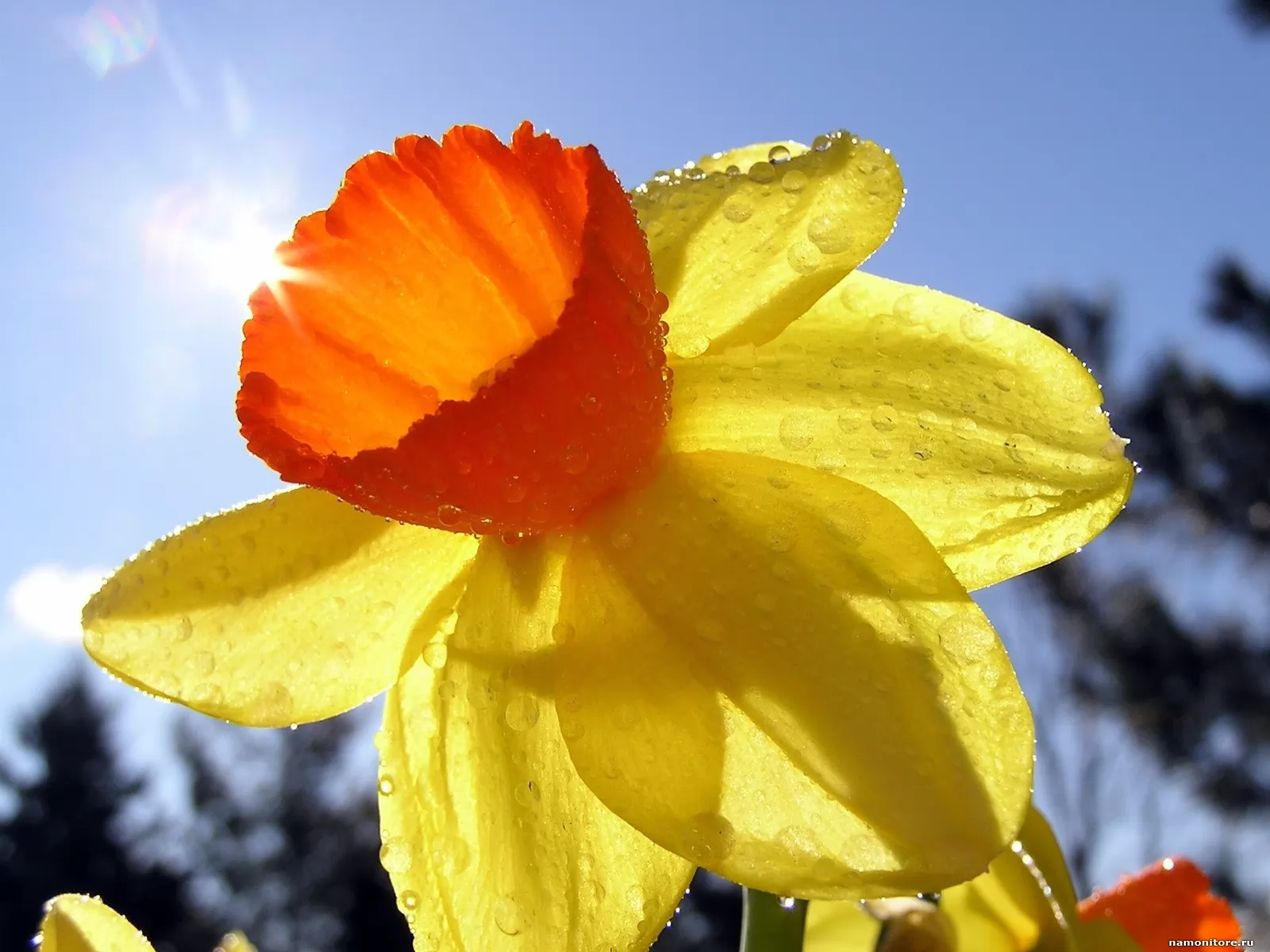 Солнечный желтый. (Daffodil)