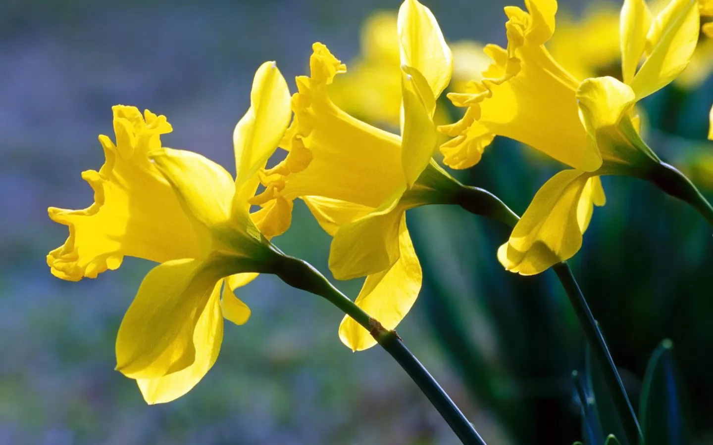 Желтый Нарцисс с мелкими душистыми цветками