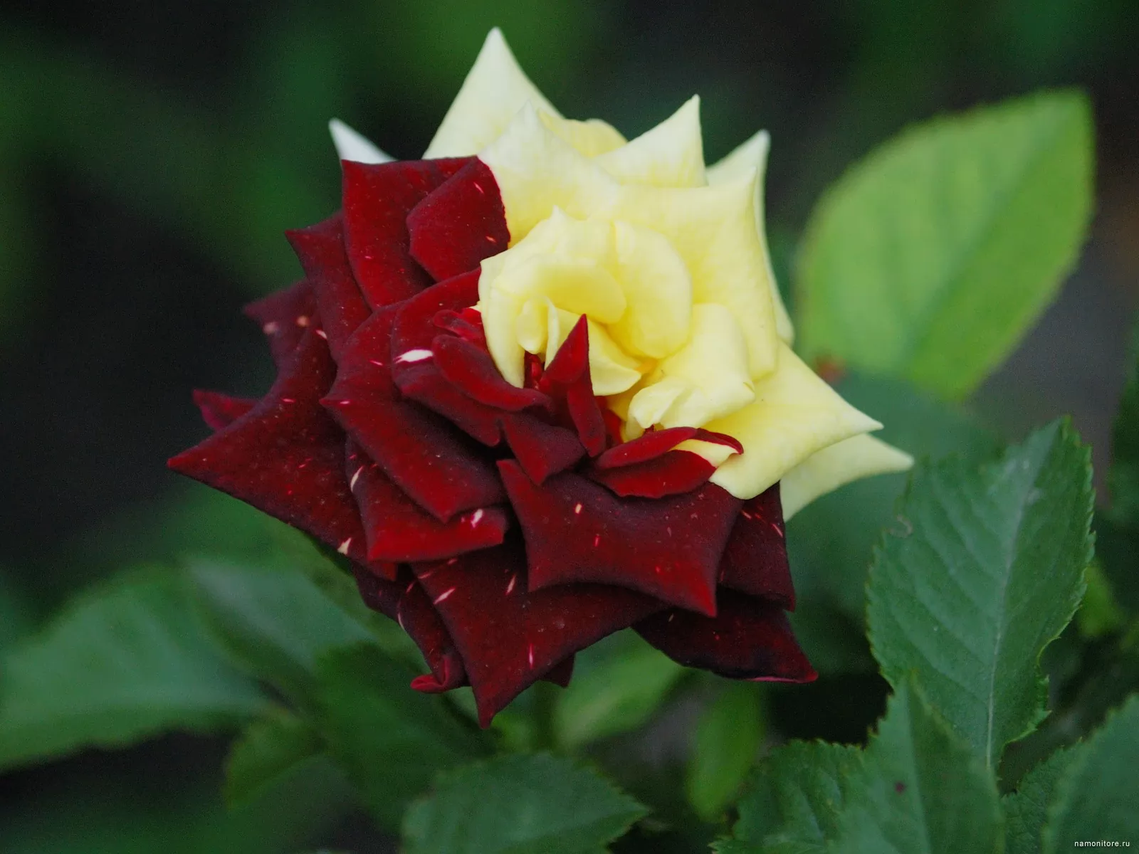 Необычные картинки роз. Ремонтантные розы.