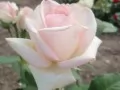 выбранное изображение: «Нежная роза»
