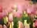Is gentle-pink tulips