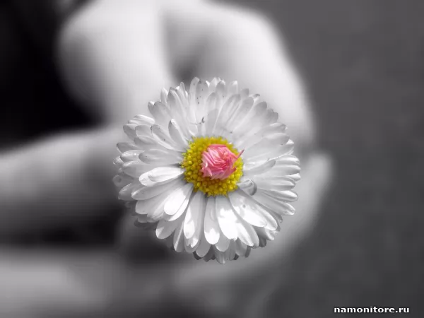 Tenderness, Flowers