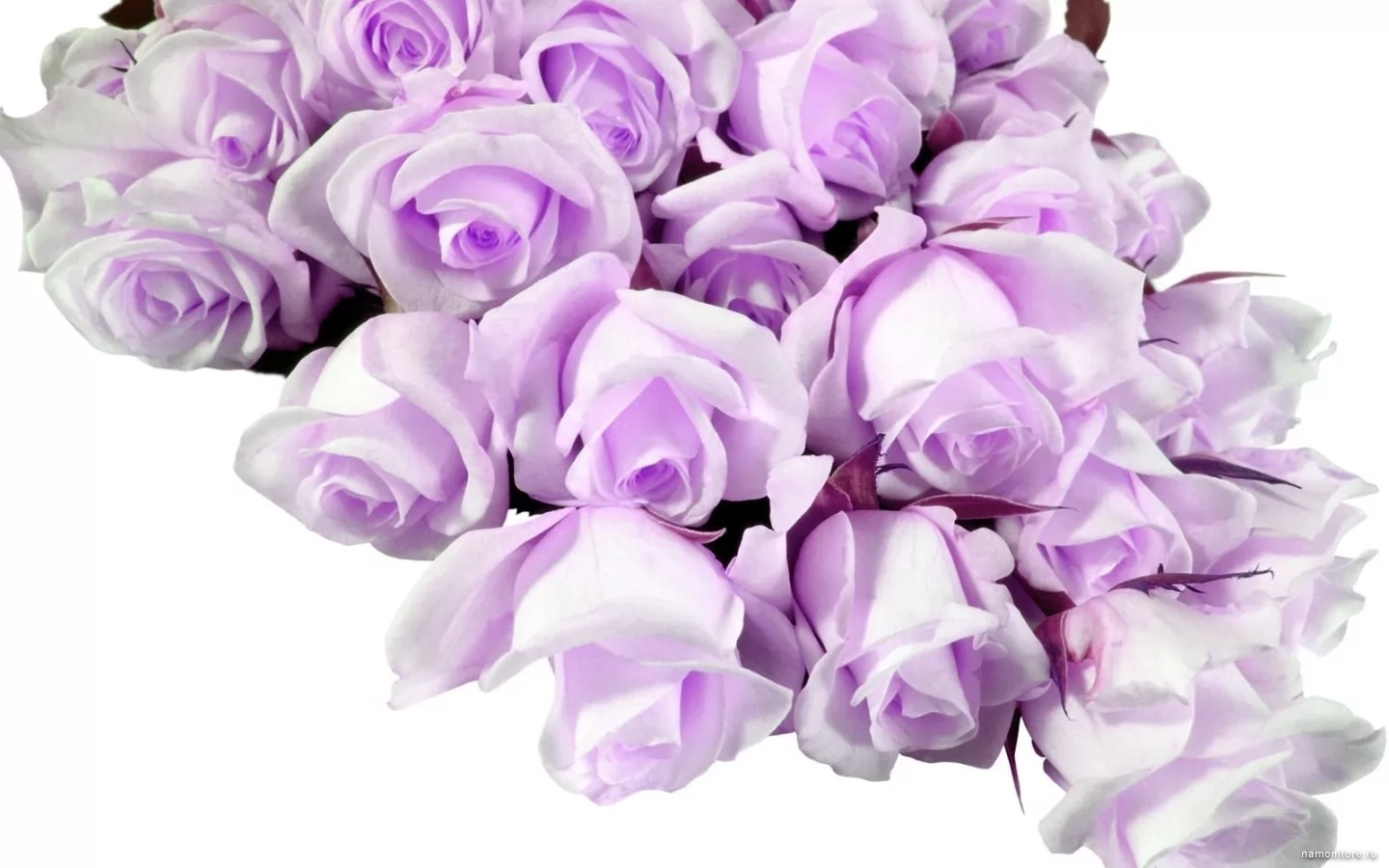 Бело фиолетовые цветы