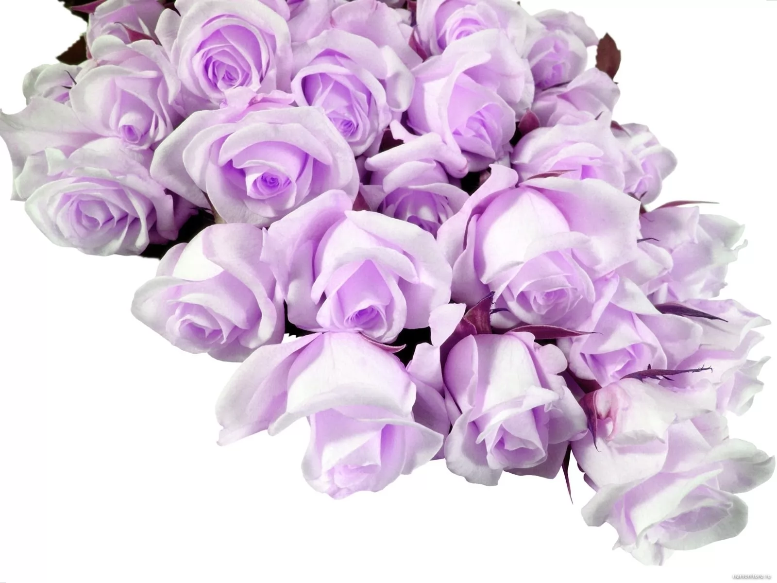 Белые розы фиолетовый. Фиолетовые цветы. Бело фиолетовые цветы. Фиолетовые розы букет. Красивый букет на белом фоне.