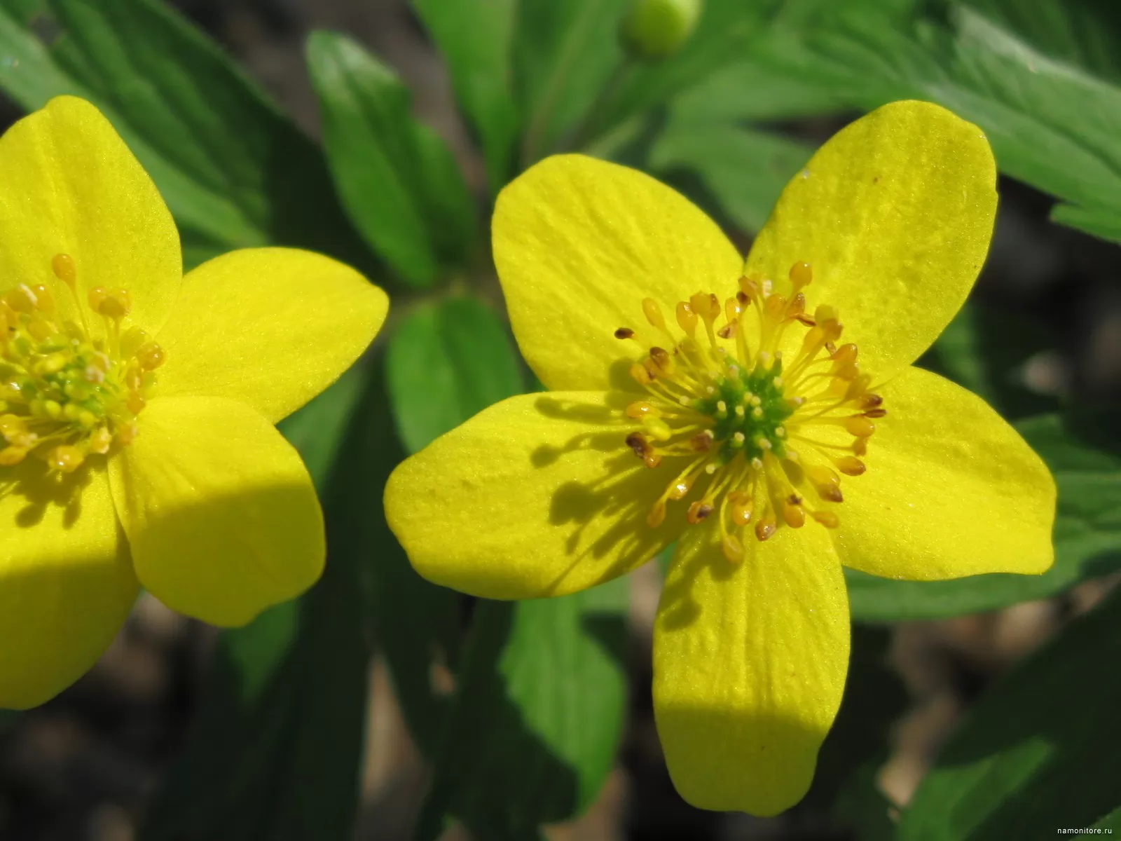 Is gentle-yellow, flowers, yellow x