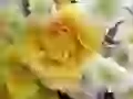 The Single yellow rose