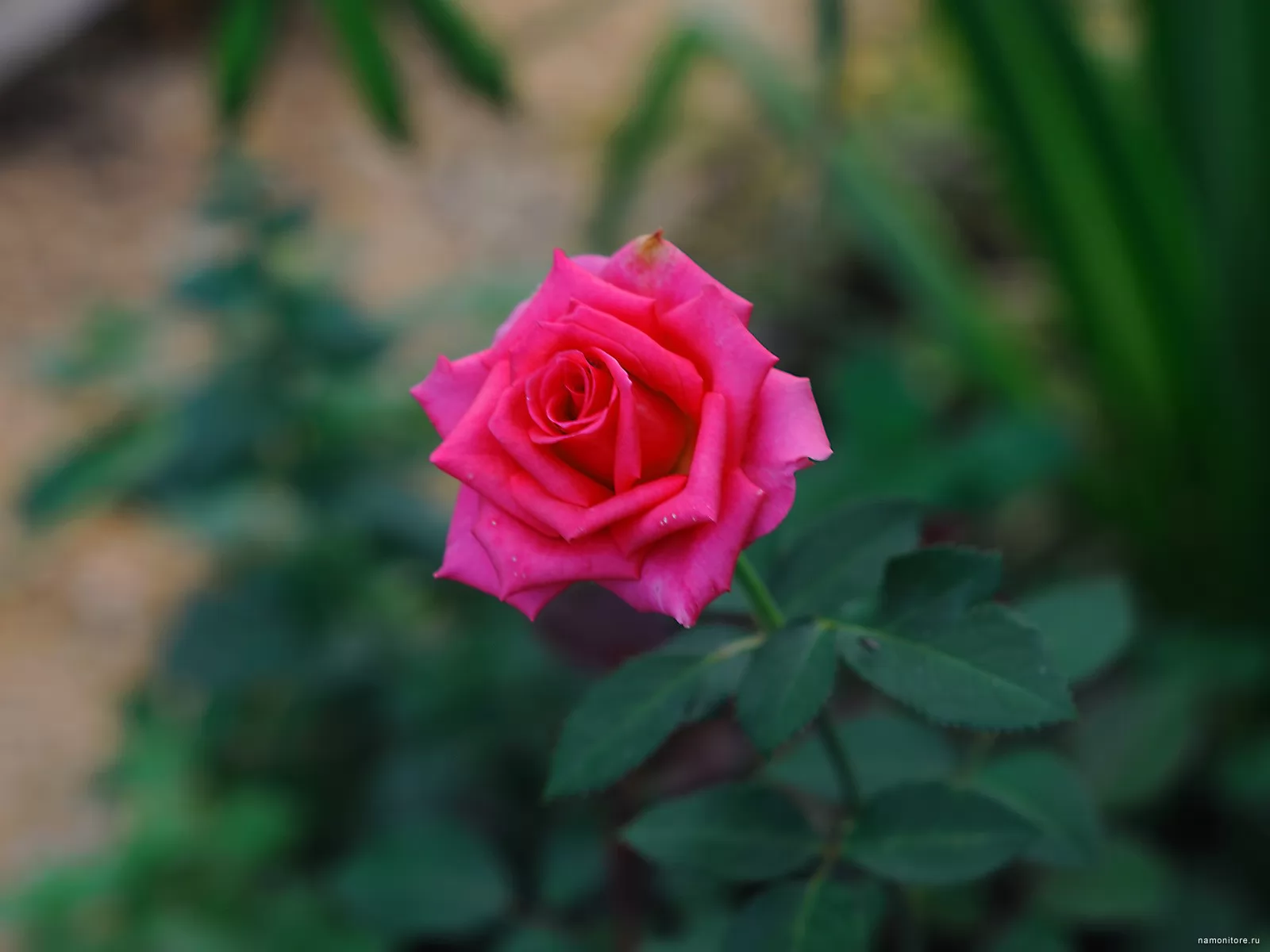 Роза одинокий цветок