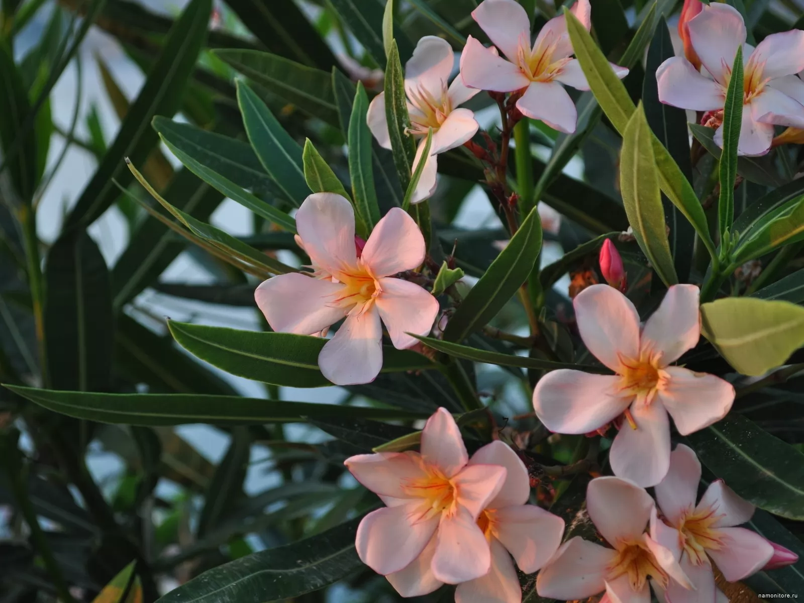 Flowers x. Олеандр цветок. Нериум Олеандр. Олеандр (Nerium Oleander). Олеандр душистый.