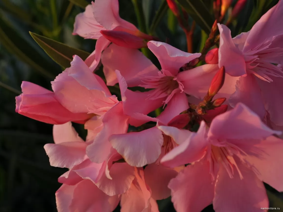 Oleander, flowers, pink x
