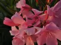 open picture: «Oleander»