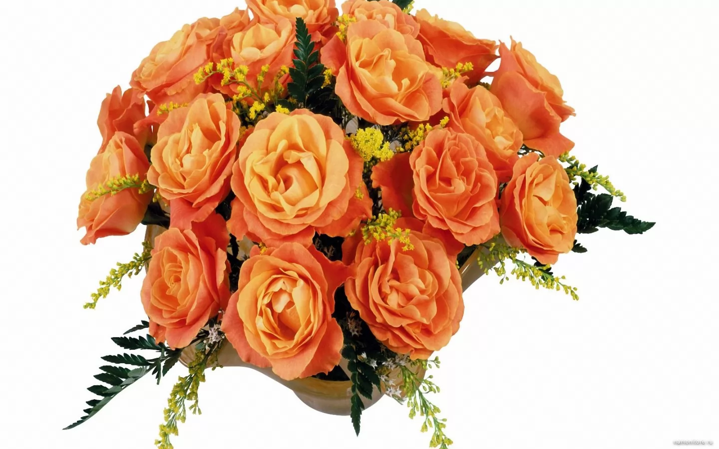 Оранжевые розы на белом фоне