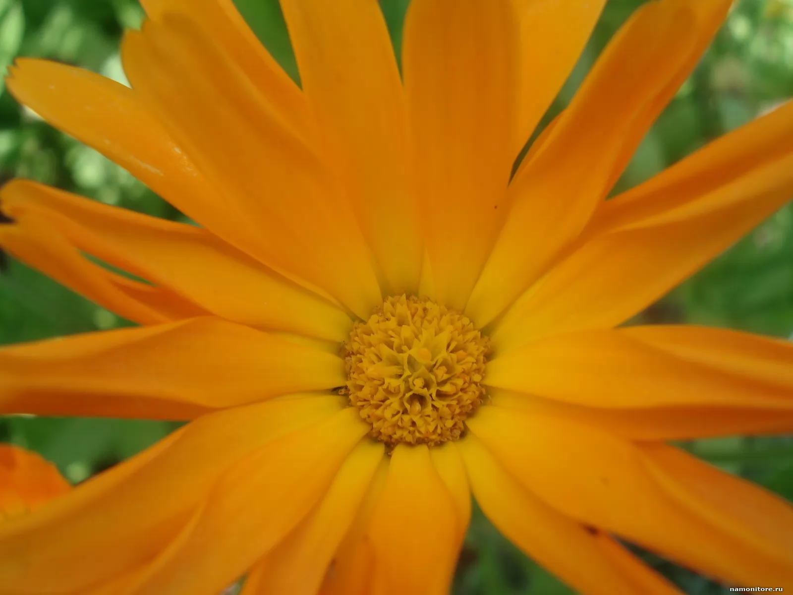 Цветы оранжево желтые название