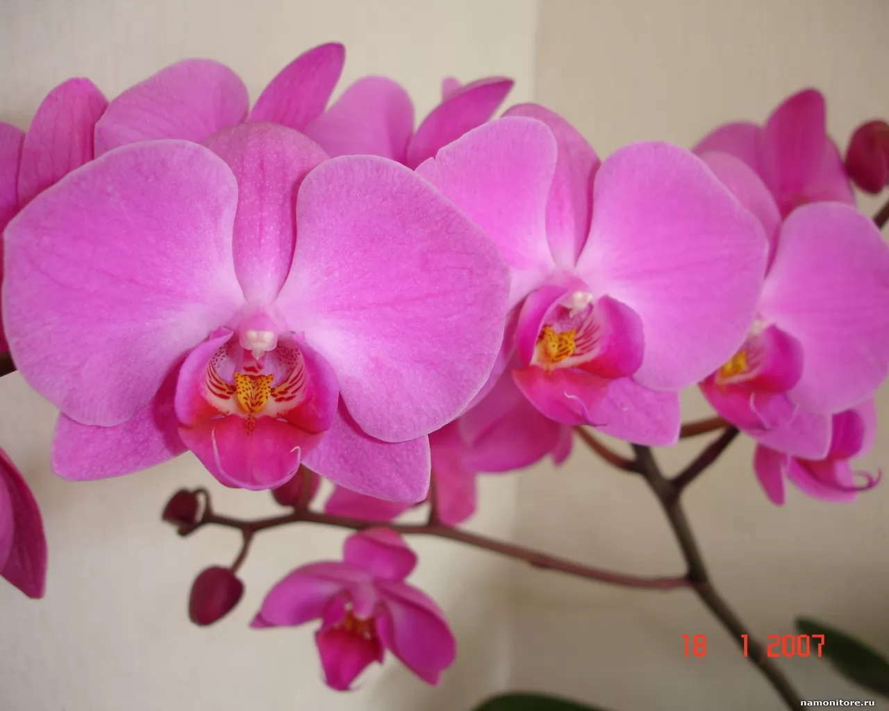 Phalaenopsis,  