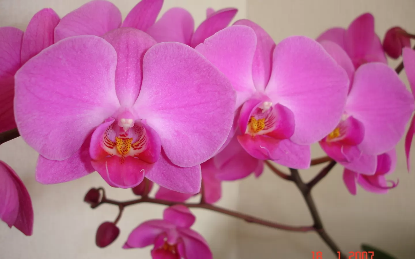 Phalaenopsis,  