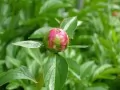 open picture: «Peony and ants»
