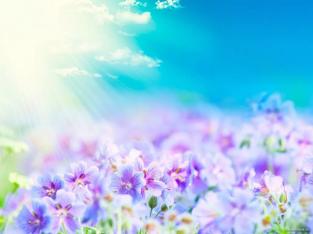 Under sun beams, best, dark blue, flowers x