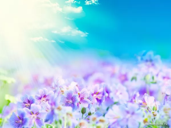 Under sun beams, Flowers