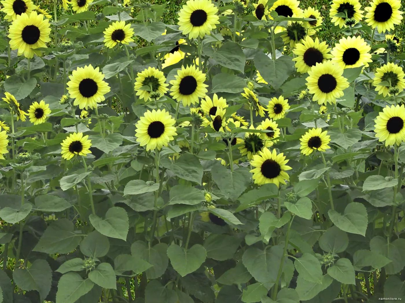 Зеленый подсолнух. Подсолнечник зеленый. Green Sunflowers. Зелёные обои с цветами потсолнух.