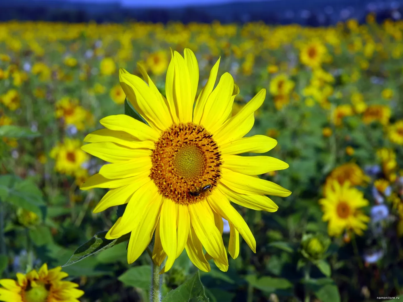 Зеленый подсолнух. 9 Подсолнухов. Подсолнухи фото на рабочий стол. Green Sunflowers. Sunflower Grin.