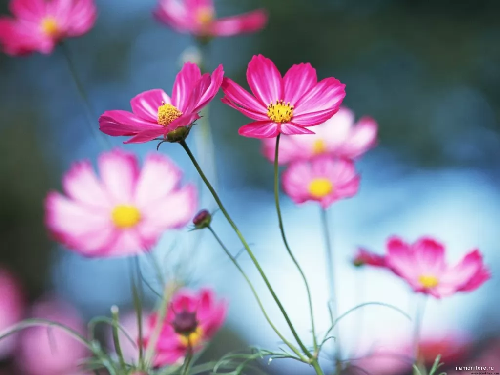 Wild flowers, best, flowers, pink x
