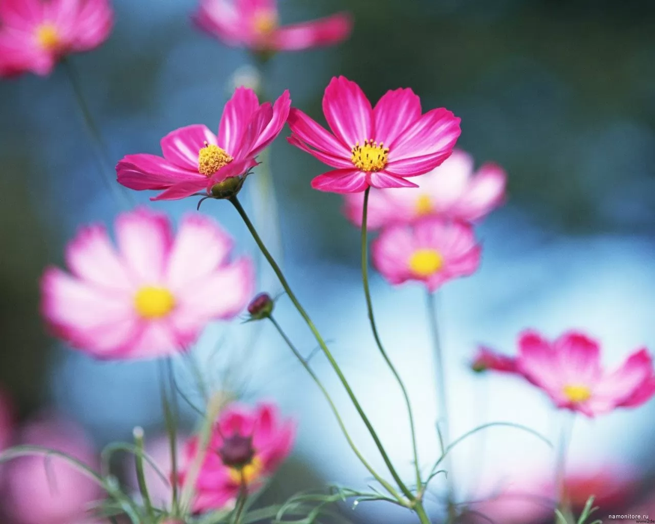Wild flowers, best, flowers, pink x