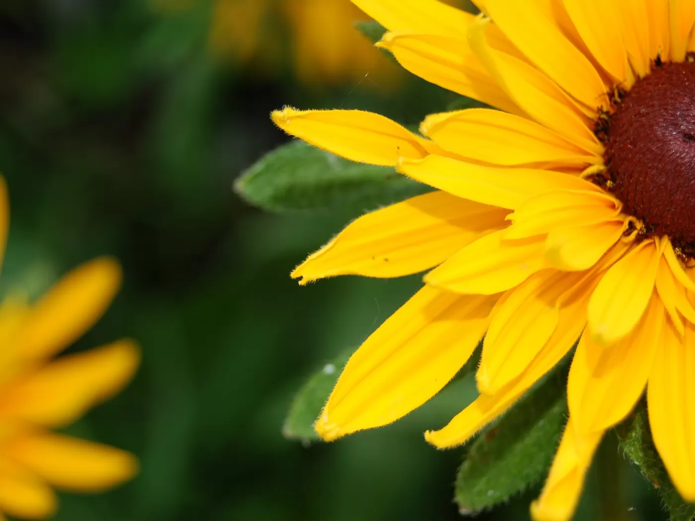 Yellow better. Yellow better. Yellow better. Желтенький лучше. Роза желтая голубое небо.