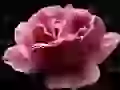 Fine rose