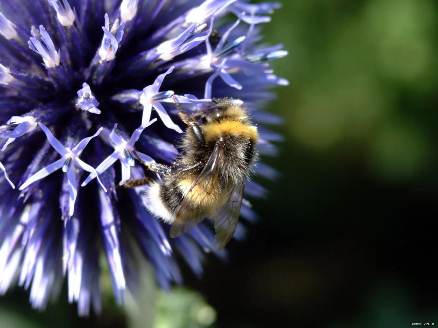 Fluffy bumblebee, flowers, insects, lilac x
