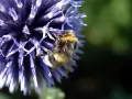 open picture: «Fluffy bumblebee»
