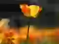 Revealed tulip