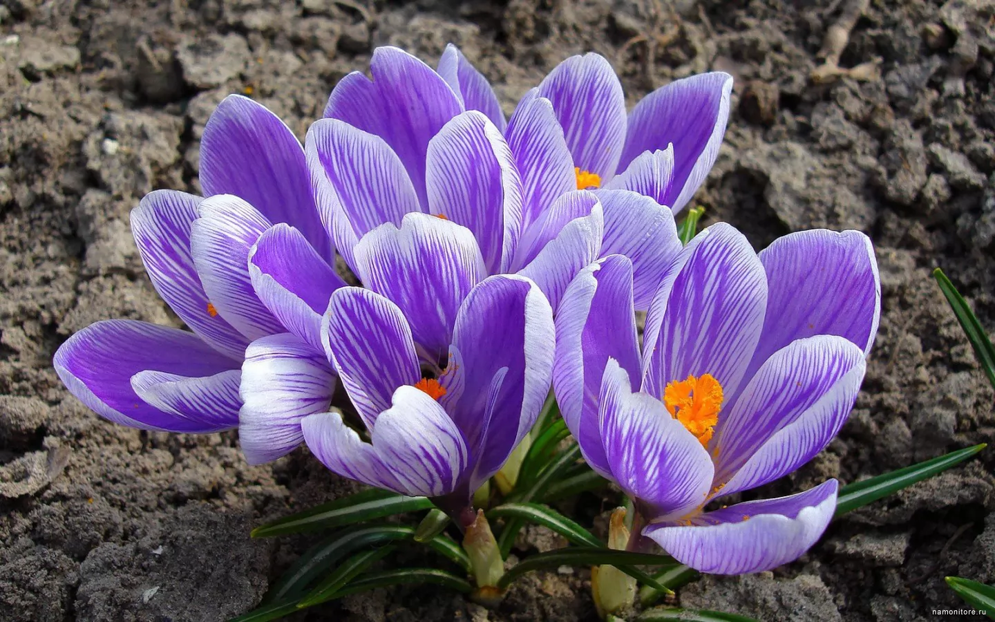 Цветы которые цветут в марте. Крокус Шафран синий. Крокус цветок соцветия. Расцветающее растение Крокус. Крокус махровый.