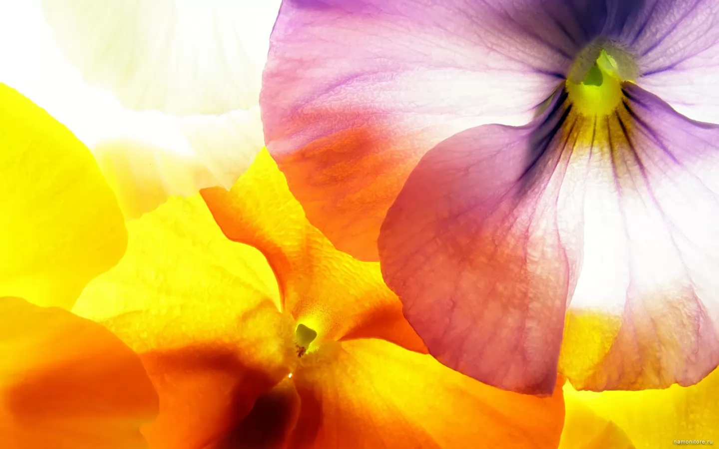Multi-coloured petals, best, flowers, lilac, yellow x