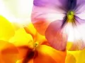 open picture: «Multi-coloured petals»