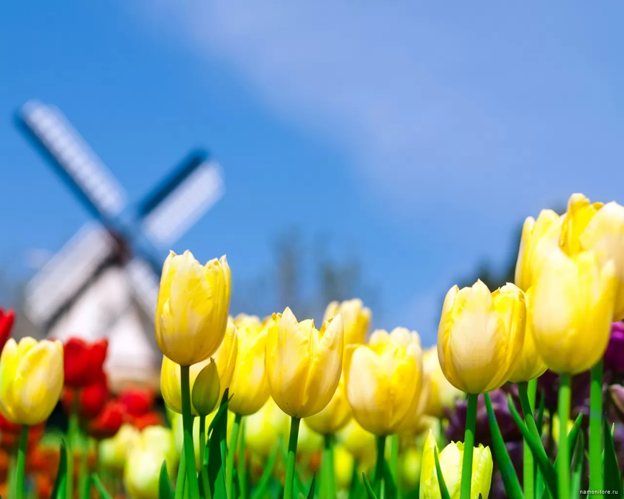 ������������ ��������, ������, ��������, ����� �