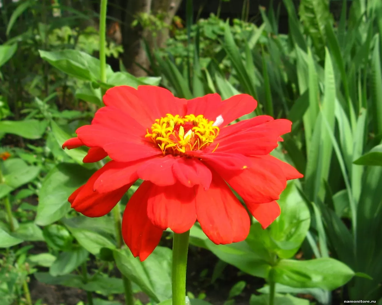 Red flower,  , ,  