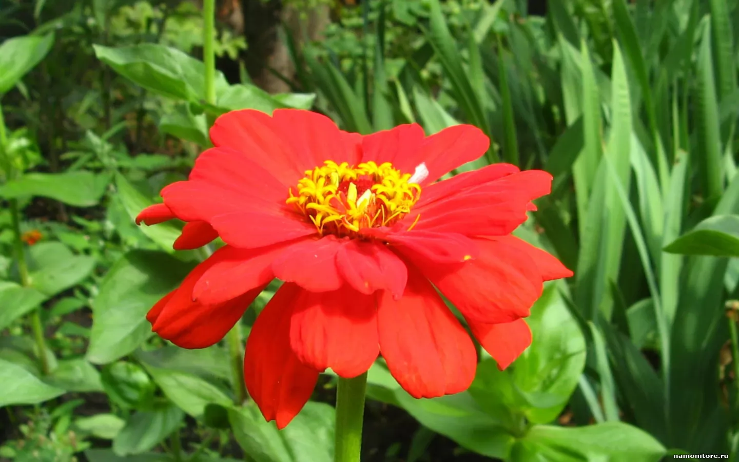 Red flower,  , ,  