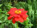 open picture: «Red flower»