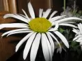 open picture: Camomile